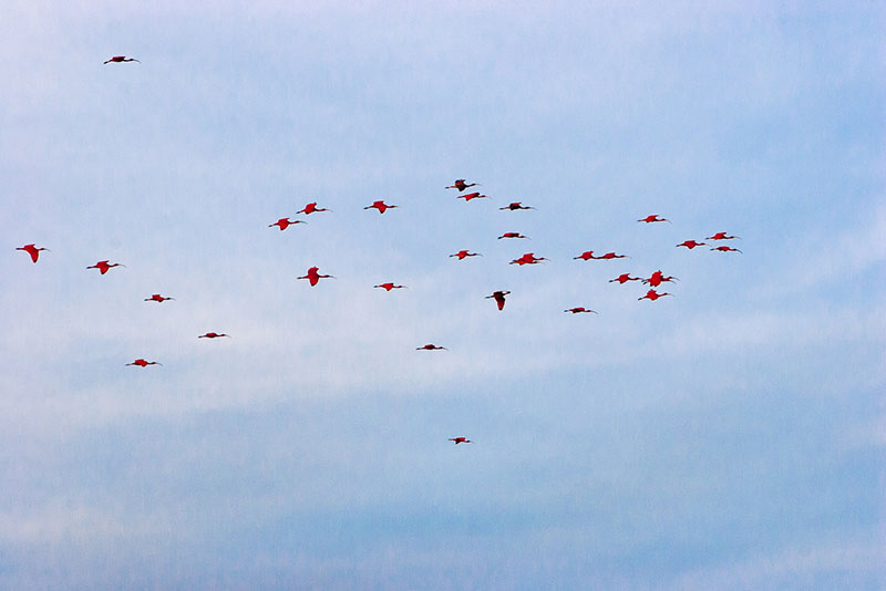 Flocks of Scarlet Ibis return to Caroni Swamp