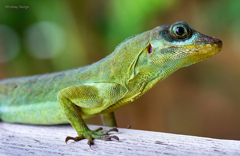 Gumangalala iguana
