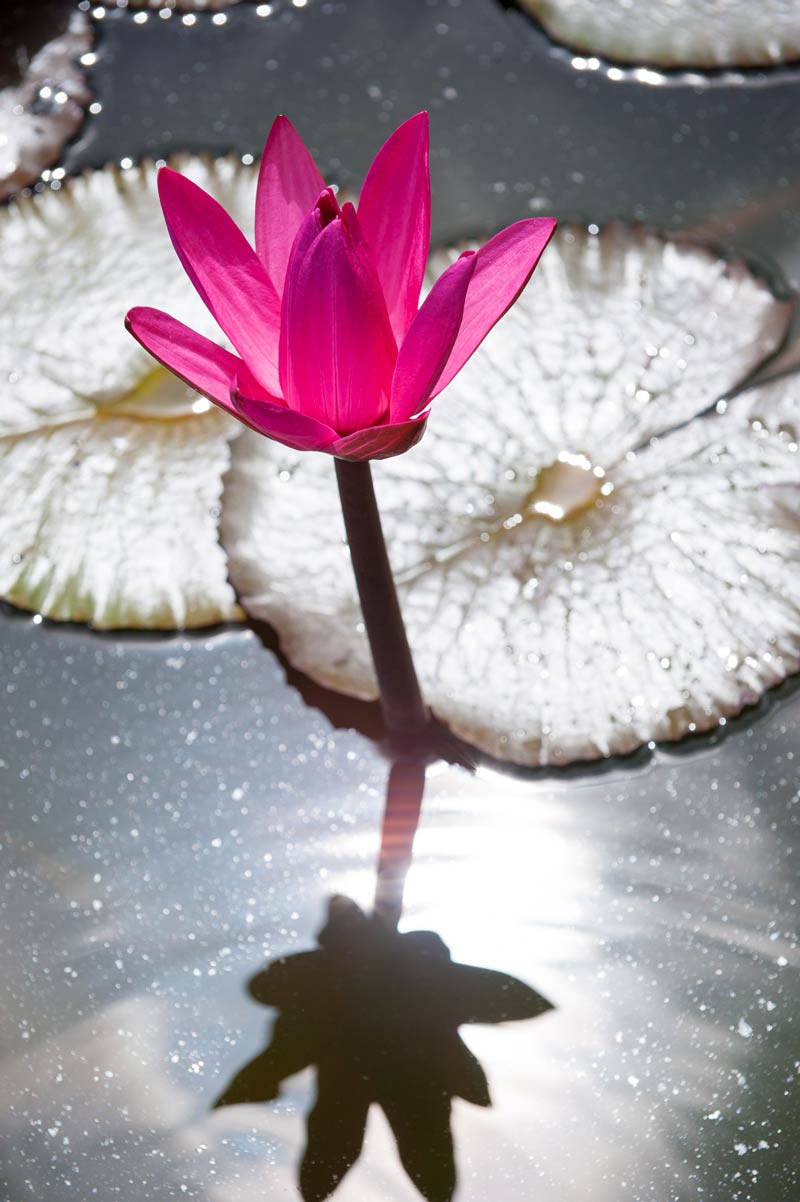 Tobago water lily